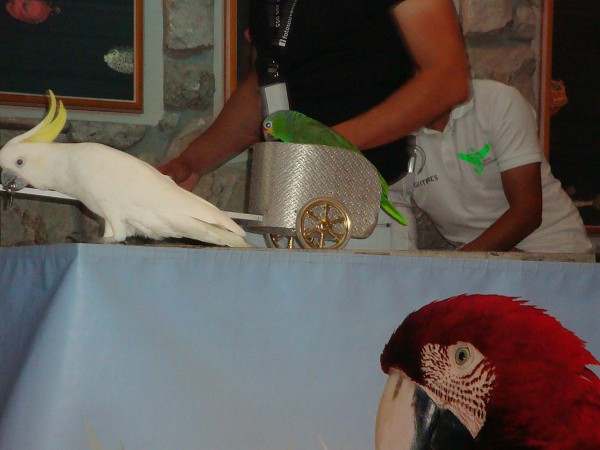 Madeira červen 2013