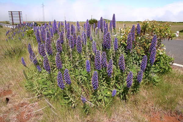 Madeira červen 2013