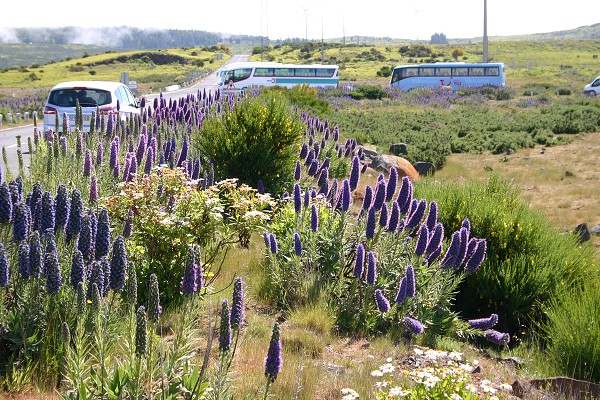 Madeira červen 2013
