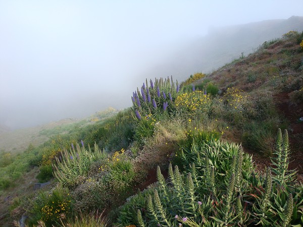 Madeira červen 2013