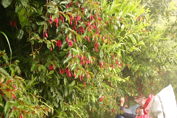 Madeira červen 2013
