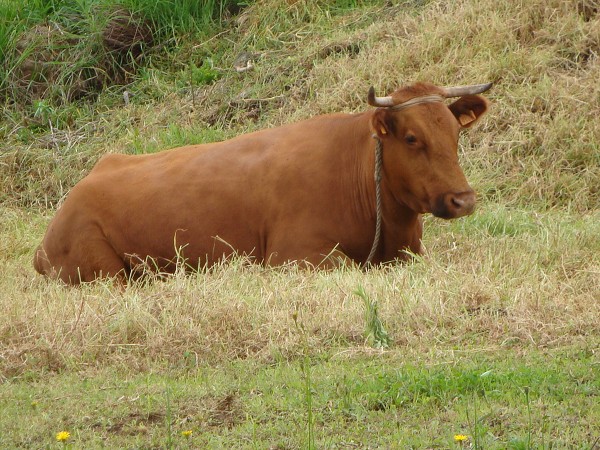 Madeira červen 2013