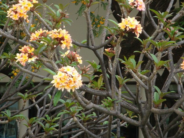 Madeira červen 2013