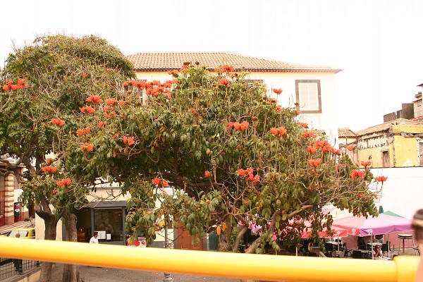 Madeira červen 2013