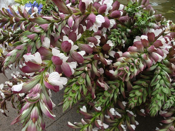 Madeira červen 2013